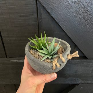 Brynxz cup with succulent